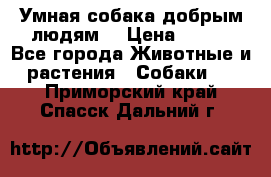 Умная собака добрым людям. › Цена ­ 100 - Все города Животные и растения » Собаки   . Приморский край,Спасск-Дальний г.